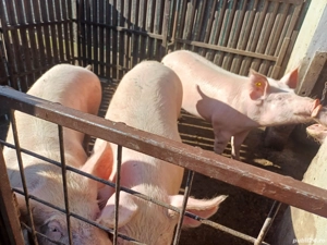 vand porci - imagine 3