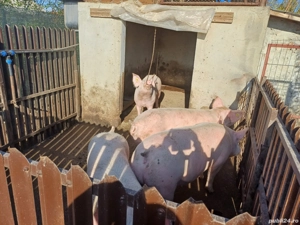 vand porci - imagine 4