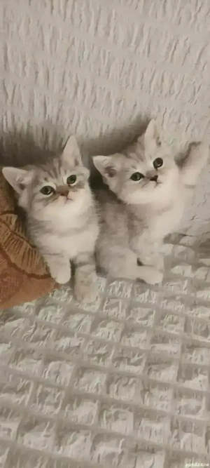 Brithish chincilla silver 