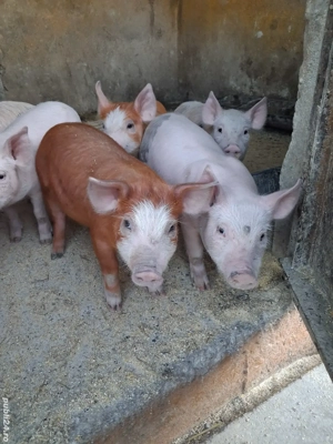 de vânzare 8 purcei de 6 săptămâni curățați și înțărcați 