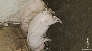 Porci de vânzare  - imagine 2