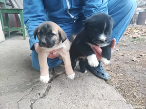Dau doi cățeluși spre adopție  - imagine 3