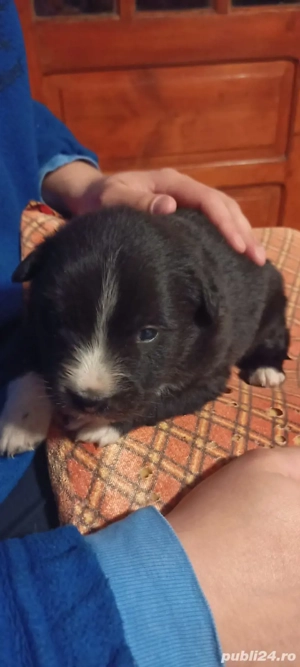 Dau doi cățeluși spre adopție 