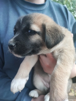 Dau doi cățeluși spre adopție  - imagine 2