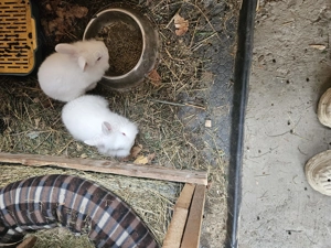 Iepurași cap de leu  - imagine 3