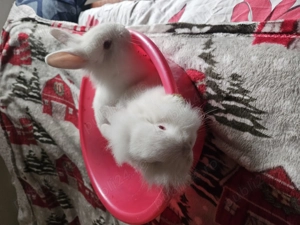 Iepurași cap de leu  - imagine 2