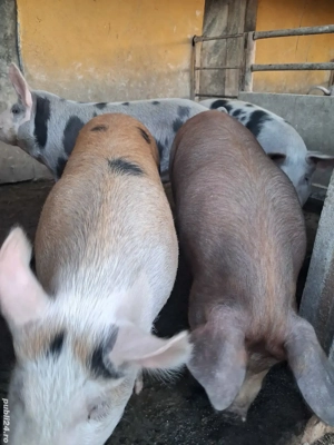 de vânzare 4 scrofițe 65 kg rasă duroc și petrean  - imagine 3