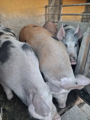 de vânzare 4 scrofițe 65 kg rasă duroc și petrean  - imagine 2