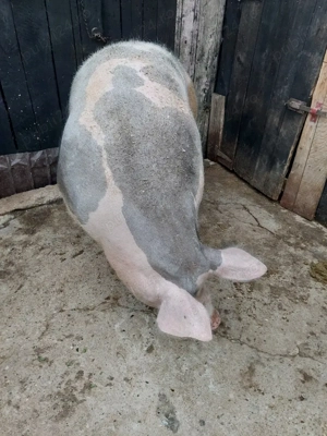 Donez Porc Unei familii nevoiase!