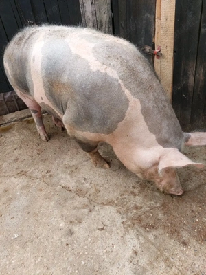 Donez Porc Unei familii nevoiase! - imagine 2