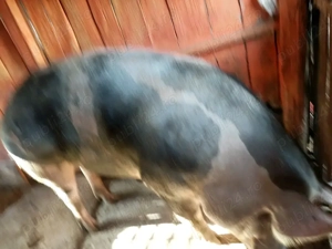 Donez Porc Unei familii nevoiase!