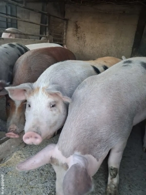 de vânzare 5 masculi 70..90 kg ofer transport 