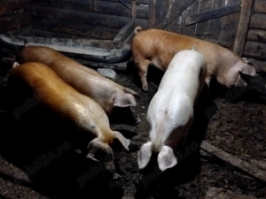 Vând porci pentru sacrificat