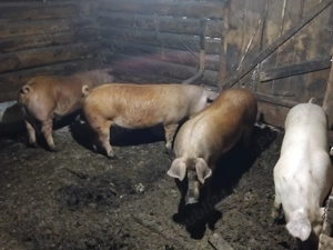 Vând porci pentru sacrificat - imagine 2