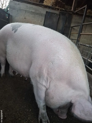 de vânzare scroafă 270 kg rasă marele alb ofer transport 