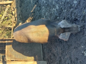 Porc de vânzare  - imagine 2