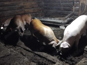 Vând porci pentru sacrificat - imagine 3