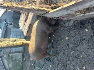 Porc de vânzare  - imagine 4