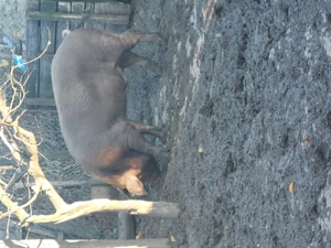 Porc de vânzare  - imagine 3