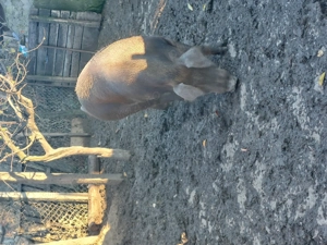 Porc de vânzare  - imagine 5