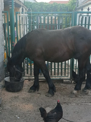 Vând armăsar de 1 an jumate din cai semi grei 