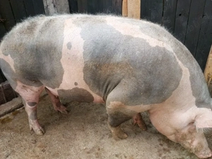 Donez Porc Unei familii nevoiase!