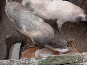 120 kg pret 15 milioane