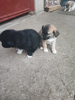 Dau doi cățeluși spre adopție  - imagine 4