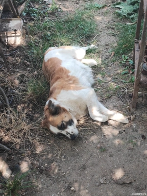 Dau doi cățeluși spre adopție  - imagine 5