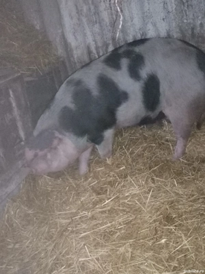 De vanzare - imagine 3