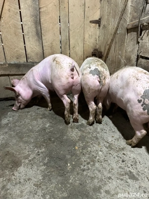 soldani de vanzare  - imagine 4