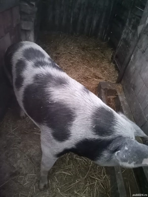 De vanzare - imagine 2