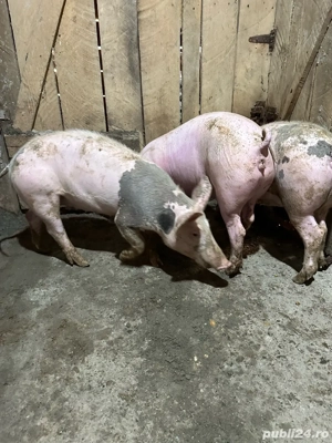 soldani de vanzare  - imagine 3