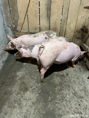 soldani de vanzare  - imagine 2