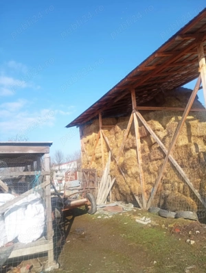 Vand baloți de fan și lucerna