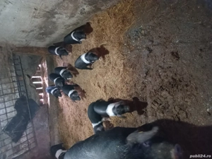 vand purcei  BAZNA de 2 luni