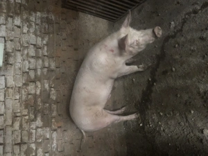 Vând porci  - imagine 2