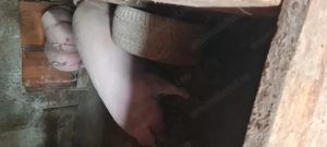 Porci  de carne 90-100kg - imagine 4