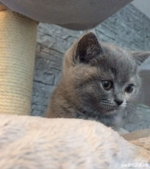 British Shorthair blue  - imagine 2