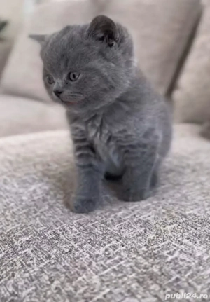British Shorthair blue  - imagine 3