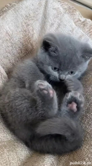 British Shorthair blue  - imagine 4