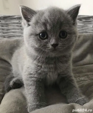 British Shorthair blue 
