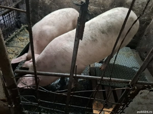 Porc pentru sacrificat