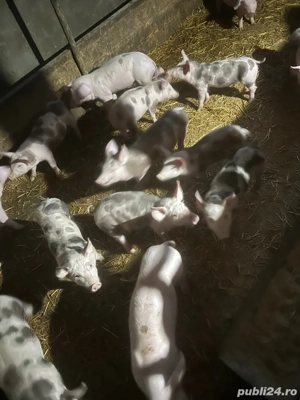 vind purcei intarcati - imagine 2