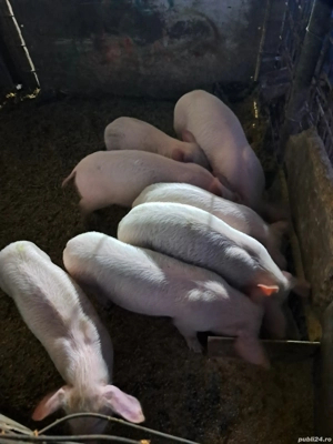 Dau purcei de 7saptamani!