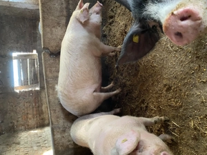 Porci de vanzare - imagine 3