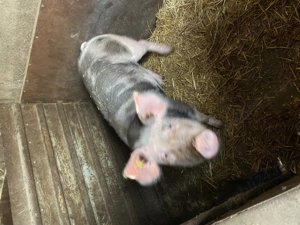 Porci de vanzare - imagine 2