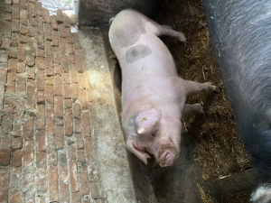 Porci de vanzare - imagine 4