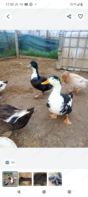 Vând rățoi de anul acesta 