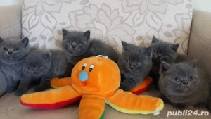 British Shorthair blue  - imagine 3